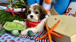 cavachon puppy example from past litter