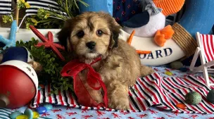 cavachon puppy breeder listing