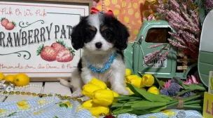 adorable cavachon puppy