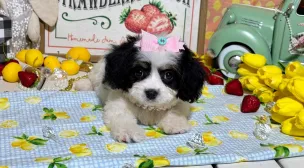 playful cavachon puppy