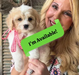 hypoallergenic cavachon puppy