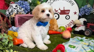 calm cavachon puppy resting peacefully