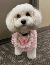 Cavachon puppy in a NYC home