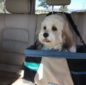 cavachon dog with soft coat