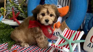 cavachon puppies with great parents