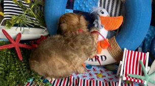 cavachon puppy for a forever home