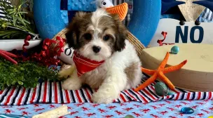 cavachon puppy availability