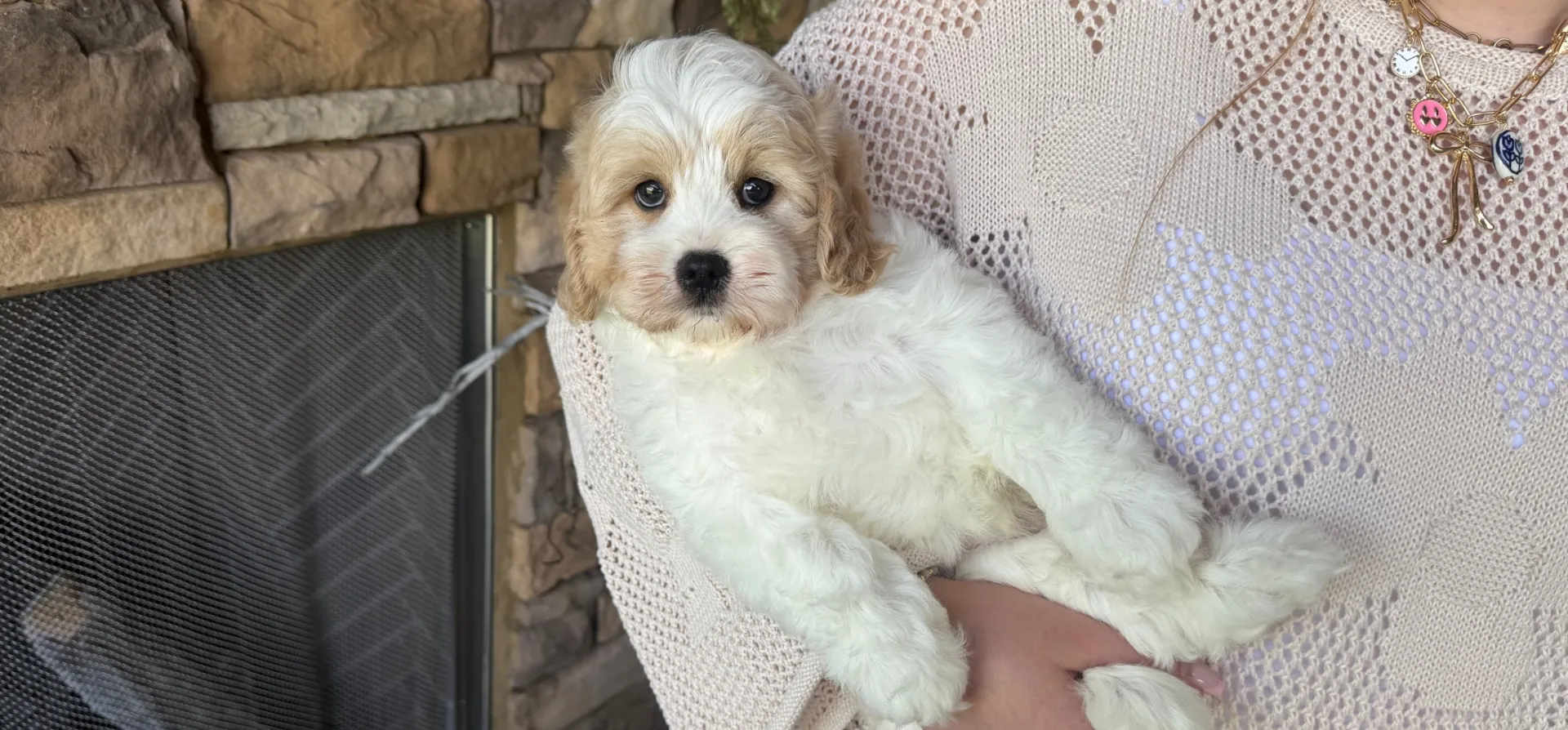 fluffy butterscotch and cream cavachon puppy