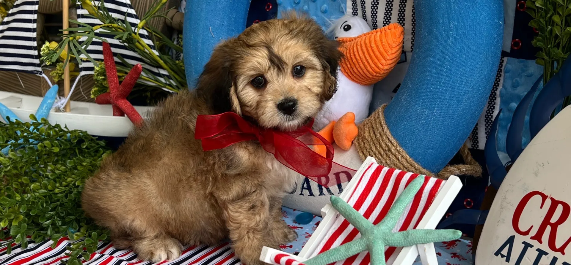 gentle cavachon puppy with soft eyes