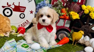 cavachon puppies for adoption info