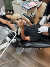 therapy dog for orthodontist office
