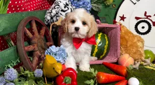 calm cavachon puppy resting peacefully