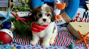 cavachon puppy with teddy bear appearance