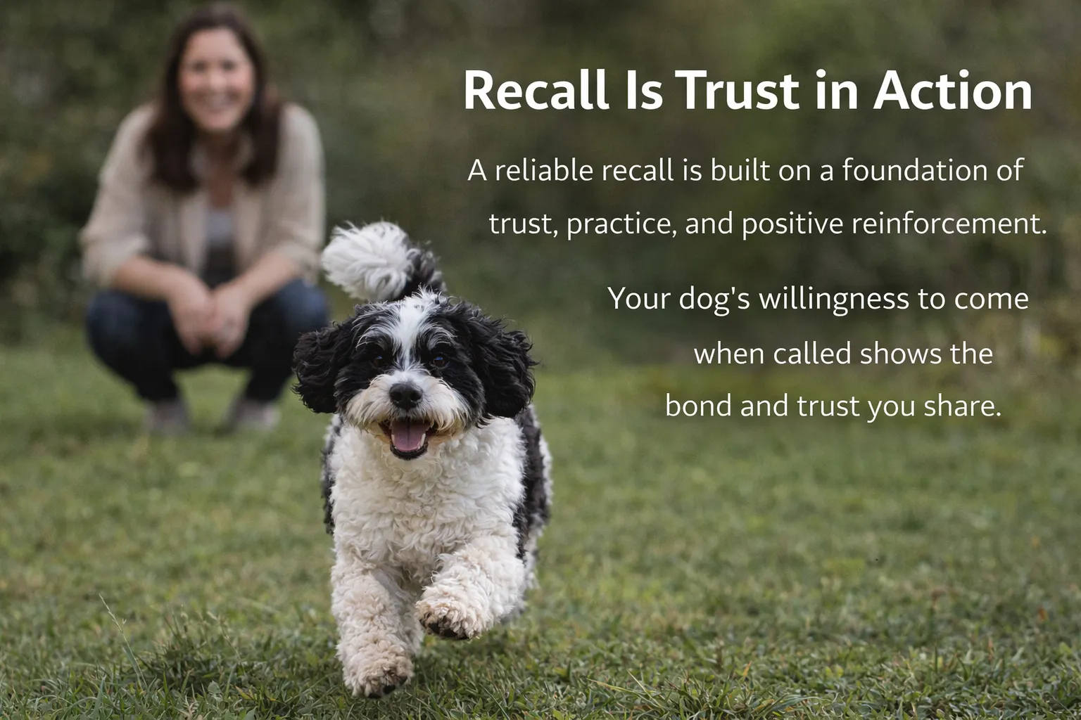 Adult dogs training refreshers for recall