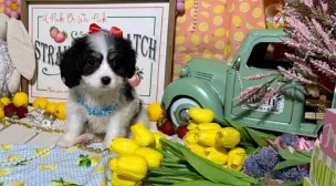 healthy cavachon puppy
