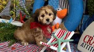 best cavachon puppies