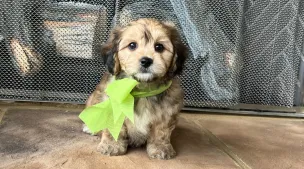 cavachon puppies for loving homes