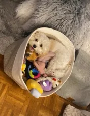 Cavachon New York companion dog at home