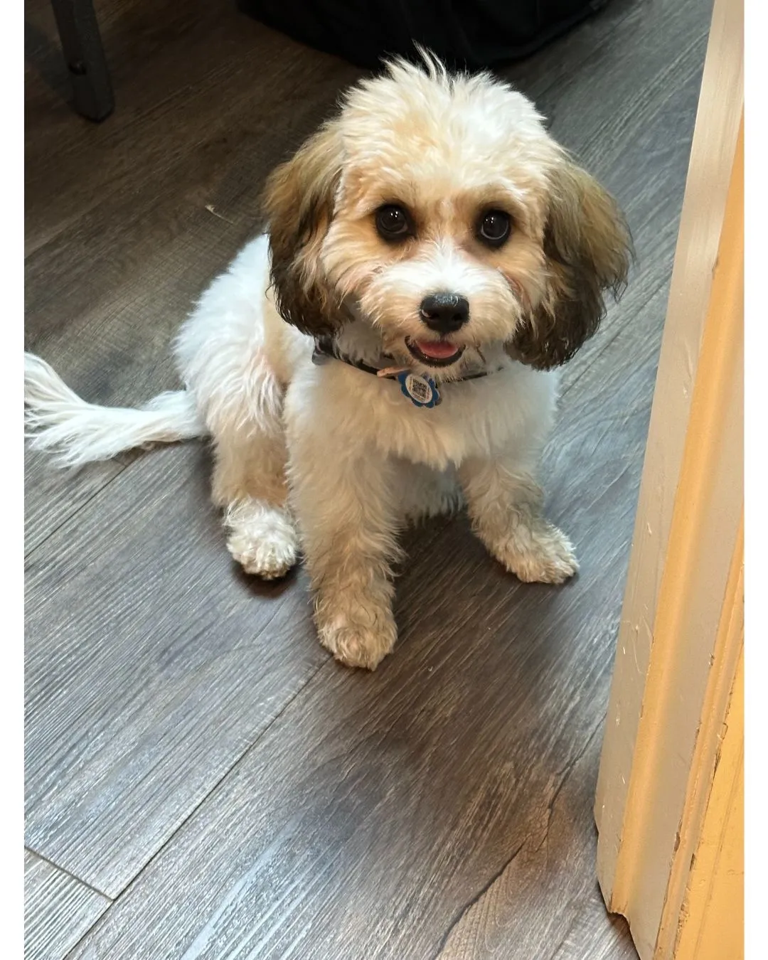 therapy dog cavachon