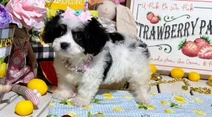 cavachon puppies for adoption info