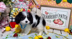 best cavachon puppies