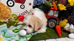 playful cavachon puppy