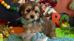 cavachon puppy with classic teddy bear face