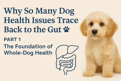 Why so many dog health issues trace back to the gut