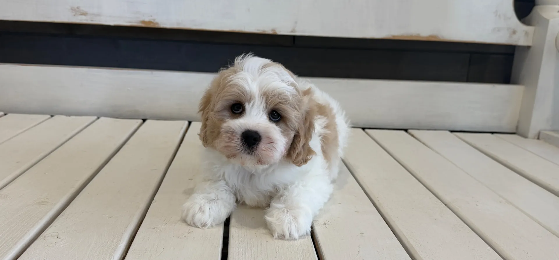 home-raised cavachon puppy in Tennessee