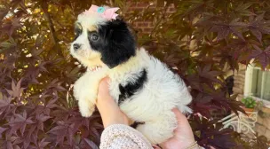 cavachon puppy with great temperament