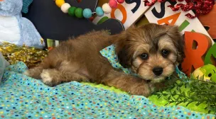 cavachon dog breed puppy photo