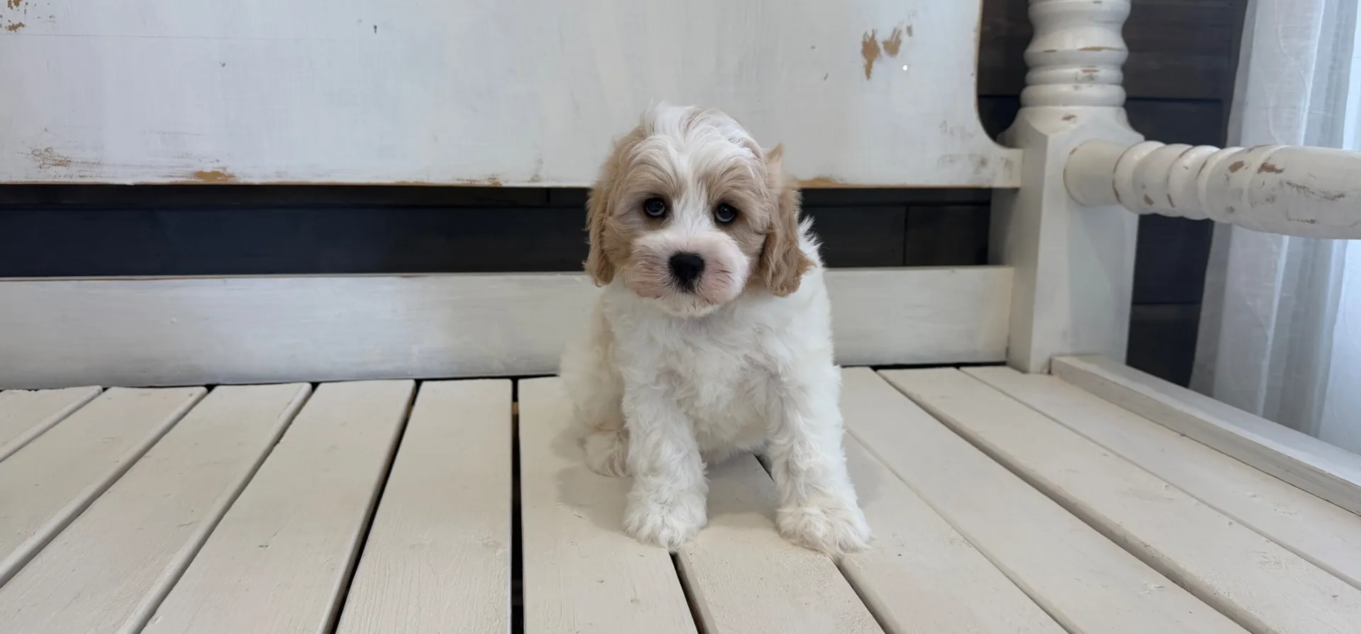 cavachon puppy with soft cream coat