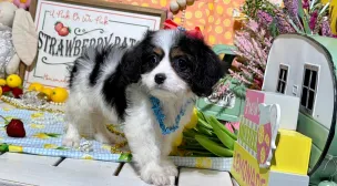 cute cavachon puppy
