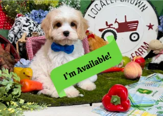 friendly cavachon puppy for sale