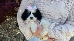 cavachon breed puppy available