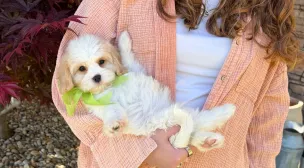 cavachon puppy for a forever home