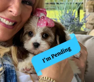 cavachon puppy listing