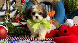 cavachon puppy showing calm temperament
