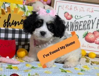 cavachon puppy listing