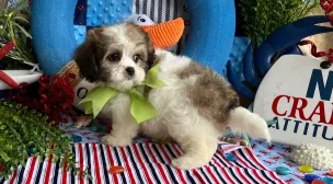 cavachon puppy with soft coat