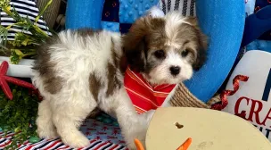cavachon puppy showing her quiet personality