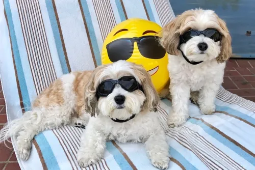 two cavachon dogs