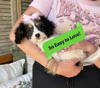 cavachon puppy for adoption