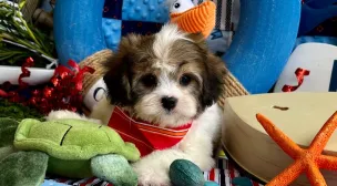 sweet cavachon puppy