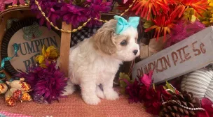 lovable cavachon puppy ready for adoption