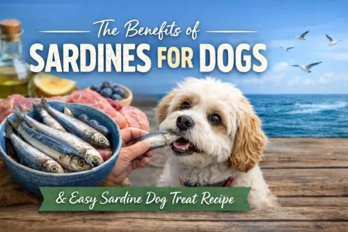 Sardines for dogs: nutritional benefits