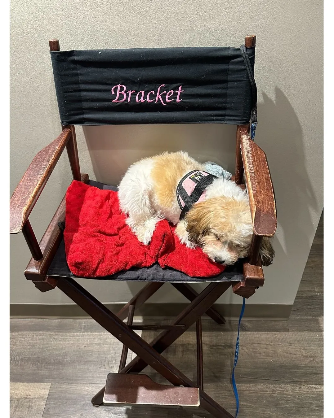 are cavachons good therapy dogs