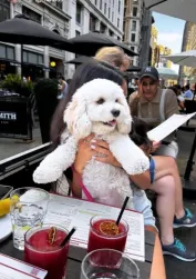Cavachon puppy sitting in a New York restaurant