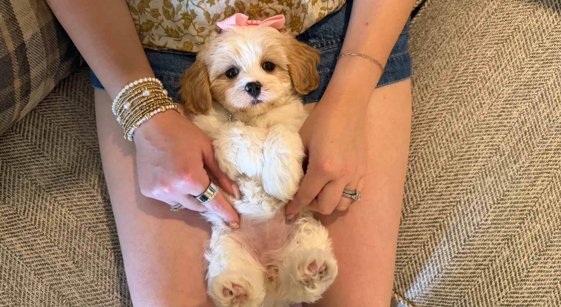 cavachon puppies with great parents