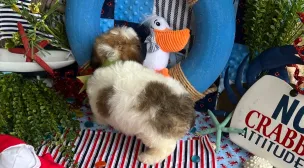 cavachon puppy from experienced breeder